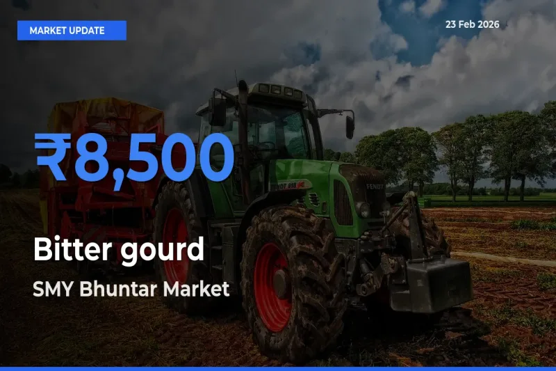 SMY Bhuntar Emerges as Top Mandi for Bitter gourd Prices Today