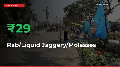 Sharp Jump! Rab/Liquid Jaggery/Molasses Prices Climb 29.36% in 24 Hours at Key Mandis