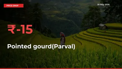 Why Pointed gourd(Parval) Prices Fell 15.17% in a Day at Mandis