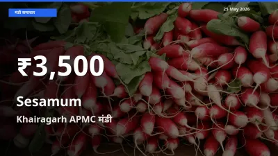 तेज़ गिरावट! Khairagarh APMC में तिल (गिंगेली) के दाम 30 दिन के निचले स्तर पर