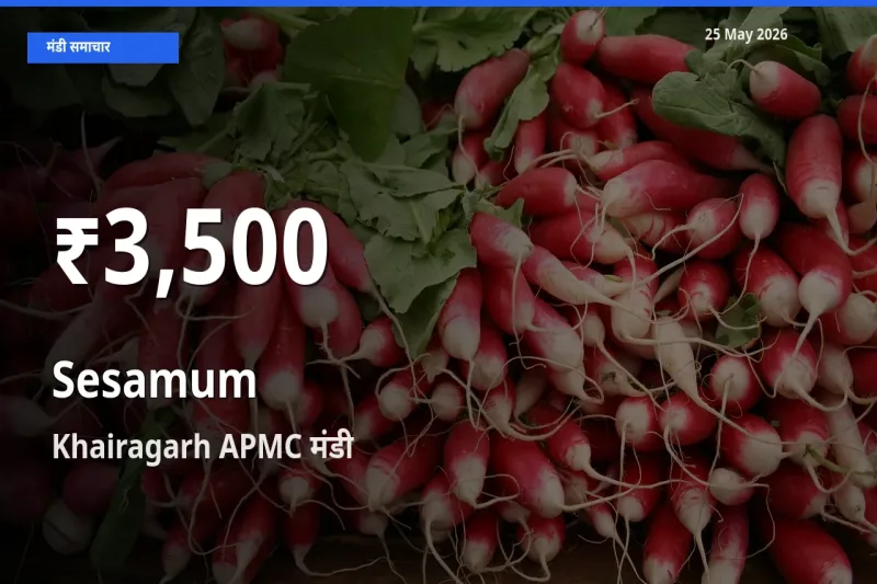 तेज़ गिरावट! Khairagarh APMC में तिल (गिंगेली) के दाम 30 दिन के निचले स्तर पर