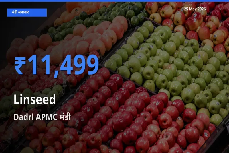 आज का मंडी भाव: अलसी के सबसे ज़्यादा दाम Dadri APMC में