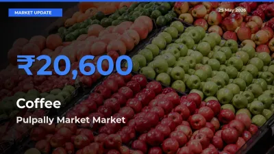 Farmers Prefer Pulpally Market as Coffee Hits Highest Rate