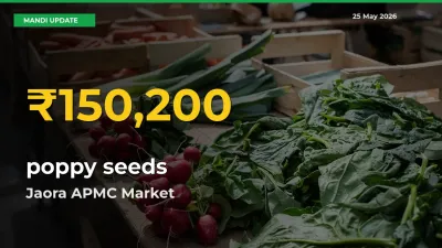 Jaora APMC Leads as poppy seeds Hits Highest Rate – May 25 Update