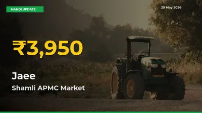 Shamli APMC Leads as Jaee Hits Highest Rate – May 25 Update
