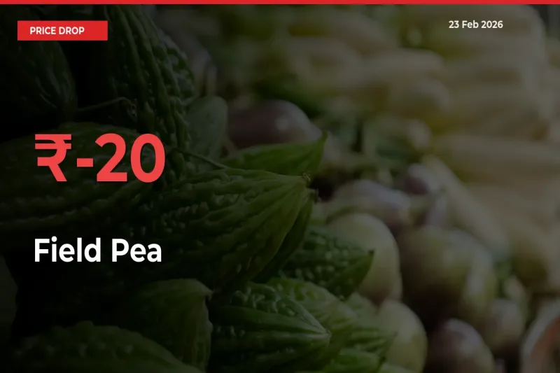 19.95% Drop in Field Pea Prices – Mandi Sees Sudden Fall