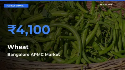 Top Performer! Bangalore APMC Offers Best Wheat Price Today