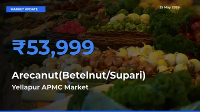 Top Performer! Yellapur APMC Offers Best Arecanut(Betelnut/Supari) Price Today