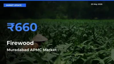 Muradabad APMC Tops Firewood Mandi Rates Today