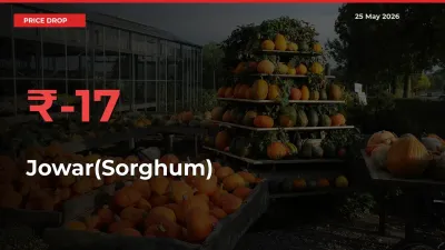 This Mandi Records 16.85% Fall in Jowar(Sorghum) Prices