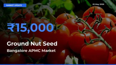 Top Performer! Bangalore APMC Offers Best Ground Nut Seed Price Today