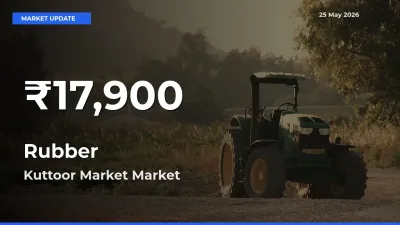 Sharp Fall! Rubber Prices Drop to 30-Day Low in Kuttoor Market