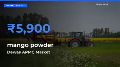 Dewas APMC Tops mango powder Rates – May 25 Market Update