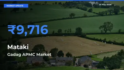 Gadag APMC Tops Mataki Rates – May 25 Market Update
