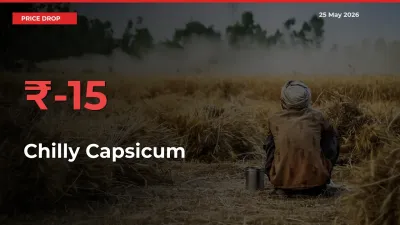 15.01% Drop in Chilly Capsicum Prices – Mandi Sees Sudden Fall