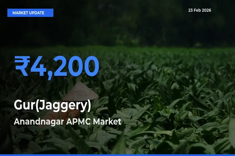 Anandnagar APMC Leads as Top Mandi for Gur(Jaggery) Prices