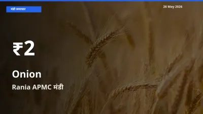 तेज़ गिरावट! Rania APMC में प्याज के दाम 30 दिन के निचले स्तर पर