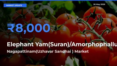 Nagapattinam(Uzhavar Sandhai ) Tops Elephant Yam(Suran)/Amorphophallus Mandi Rates Today