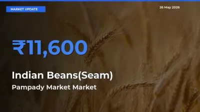 Farmers Prefer Pampady Market as Indian Beans(Seam) Hits Highest Rate