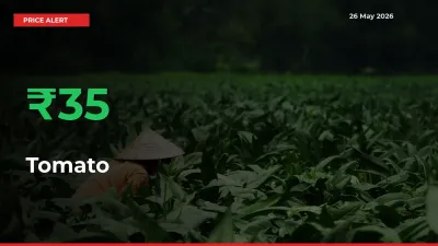 Sudden 34.92% Rally in Tomato Prices Across Mandis