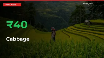 Cabbage Mandi Rate Today: Prices Jump 39.85% at Market