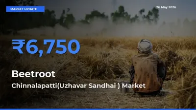 Chinnalapatti(Uzhavar Sandhai ) Offers ₹6,750 – Highest Beetroot Rate Today