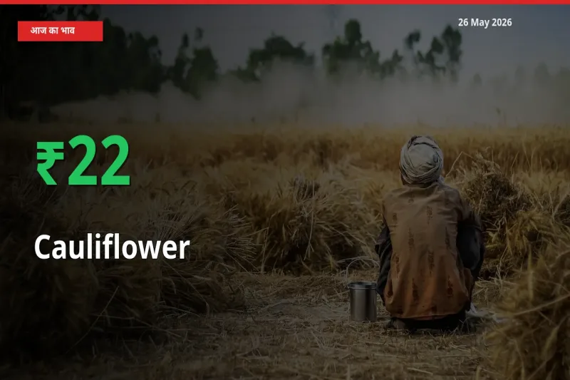 स्थानीय मंडी में फूलगोभी के दाम अचानक 22% उछले, किसान सतर्क