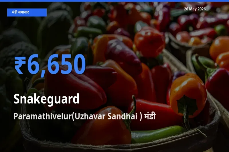 टॉप मंडी बना Paramathivelur(Uzhavar Sandhai )! चिचिंडा (नागफनी लौकी) के सबसे ऊँचे दाम यहीं दर्ज