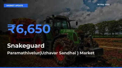 Snakeguard Mandi Rate Today: Paramathivelur(Uzhavar Sandhai ) Tops the List