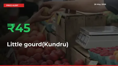 Sharp Jump! Little gourd(Kundru) Prices Climb 44.67% in 24 Hours at Key Mandis