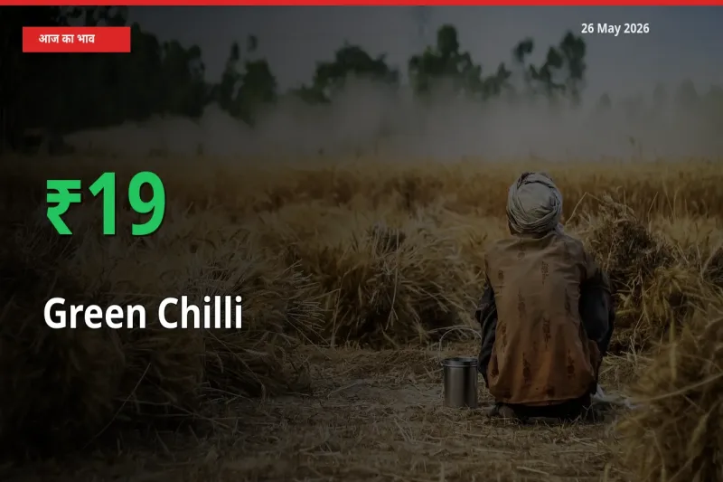 बाज़ार संकेत: हरी मिर्च के भाव मंडी में 19.23% ऊपर