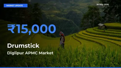 Diglipur APMC Records Highest ₹15,000 Rate for Drumstick