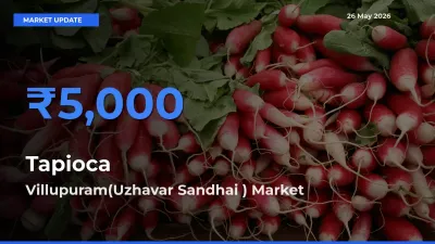 Villupuram(Uzhavar Sandhai ) Records Highest ₹5,000 Rate for Tapioca