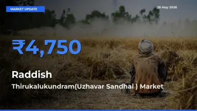 Farmers Prefer Thirukalukundram(Uzhavar Sandhai ) as Raddish Hits Highest Rate