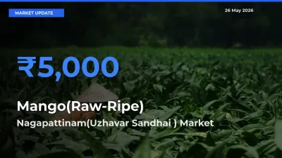 Nagapattinam(Uzhavar Sandhai ) Offers ₹5,000 – Highest Mango(Raw-Ripe) Rate Today