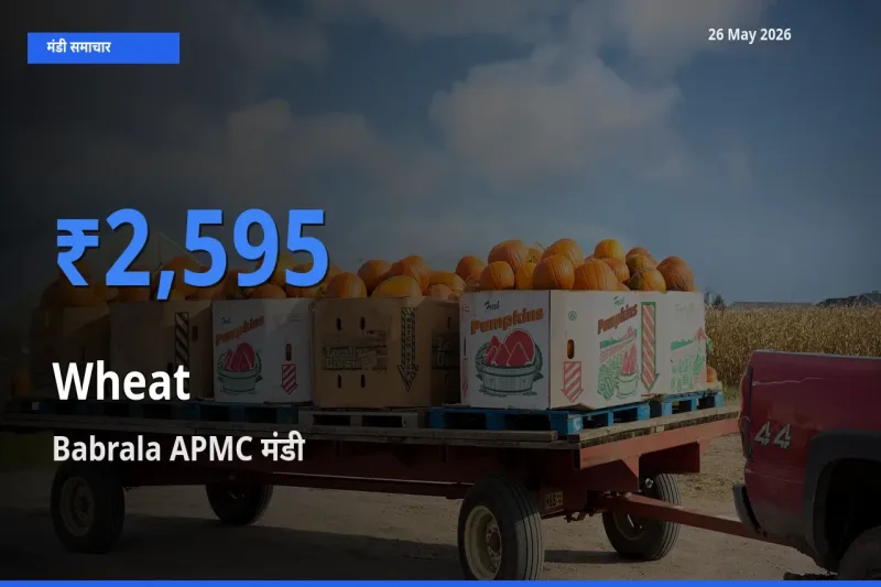 किसानों की पसंद बना Babrala APMC, गेहूँ के सबसे अच्छे दाम