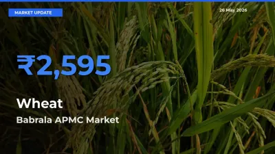 Farmers Prefer Babrala APMC as Wheat Hits Highest Rate