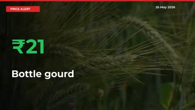 Bottle gourd Mandi Rate Today: Prices Jump 20.54% at Market