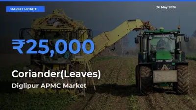 Diglipur APMC Tops Coriander(Leaves) Rates – May 26 Market Update