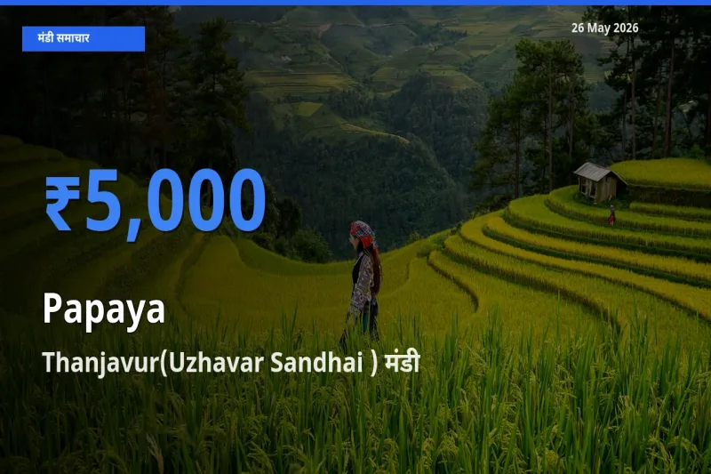 आज पपीता के सबसे ज़्यादा दाम Thanjavur(Uzhavar Sandhai ) मंडी में दर्ज