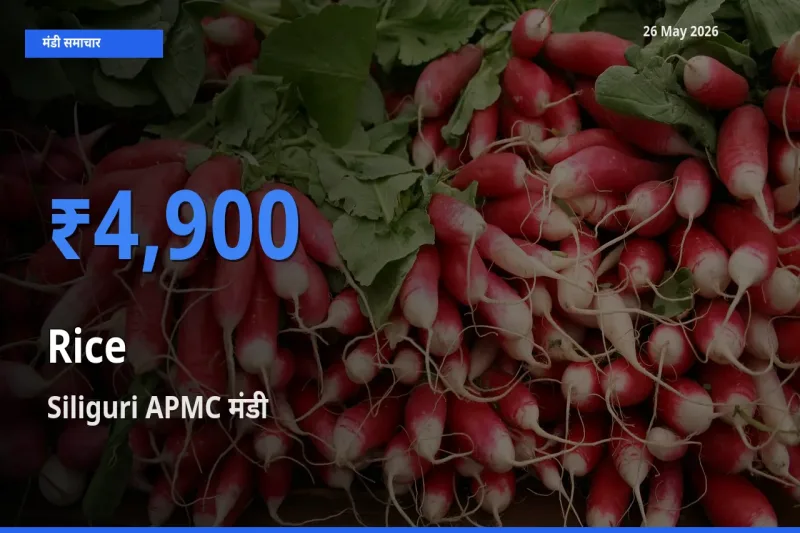 Siliguri APMC में चावल का आज सबसे ऊँचा भाव