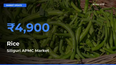 Market Watch: Siliguri APMC Becomes Top Mandi for Rice