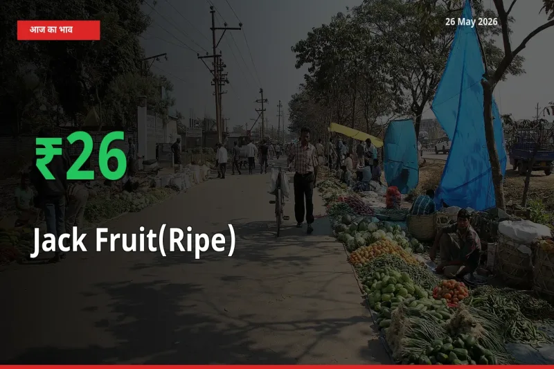 26 May अपडेट: पका कटहल के दाम मंडी में 25.85% उछले