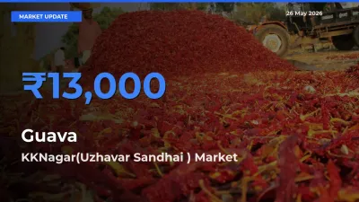 Guava Mandi Rate Today: KKNagar(Uzhavar Sandhai ) Tops the List