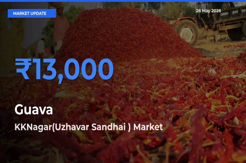Guava Mandi Rate Today: KKNagar(Uzhavar Sandhai ) Tops the List