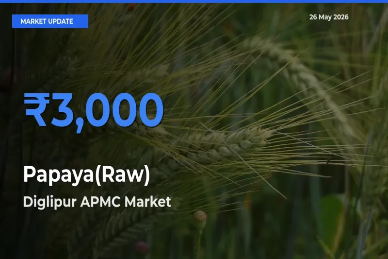Diglipur APMC Offers ₹3,000 – Highest Papaya(Raw) Rate Today