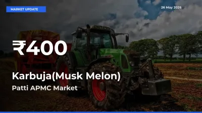 Farmers Concerned as Karbuja(Musk Melon) Hits 30-Day Low in Patti APMC
