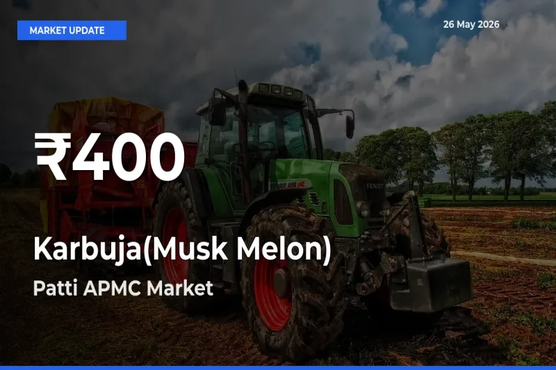 Farmers Concerned as Karbuja(Musk Melon) Hits 30-Day Low in Patti APMC
