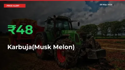 Farmers Cheer as Karbuja(Musk Melon) Prices Surge 48.34% in Local Mandis