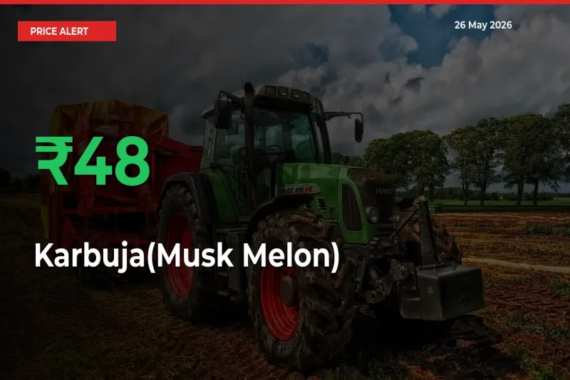 Farmers Cheer as Karbuja(Musk Melon) Prices Surge 48.34% in Local Mandis